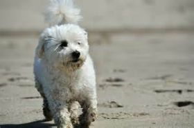 dog on beach – Best Places In The World To Retire – International Living